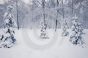 Trees covered with snow in winter snowy city park