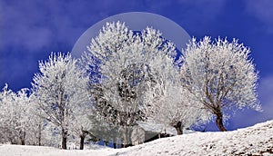 Trees covered by snow in wintry landscape photo
