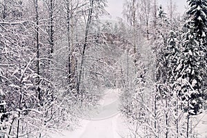 The trees are covered with a thick layer of frost