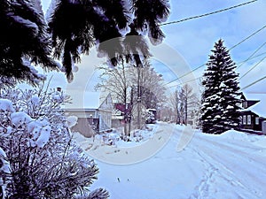 Trees covered with white snow