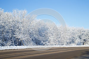 Trees covered with white snow at roadside