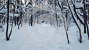 Trees covered by white snow in winter forest