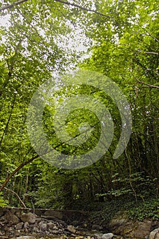 Trees and creek at forrest