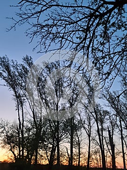 Trees crown of trees sunset