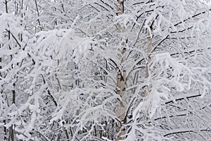 .trees crystallized from the cold in Lapland