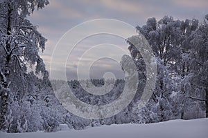 .trees crystallized from the cold in Lapland