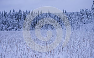 .trees crystallized from the cold in Lapland