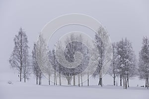 .trees crystallized from the cold in Lapland