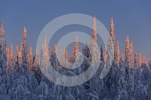 .trees crystallized from the cold in Lapland