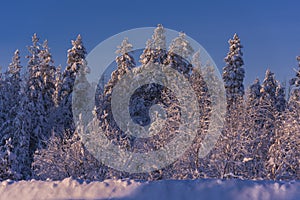 .trees crystallized from the cold in Lapland