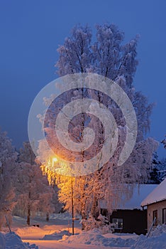 .trees crystallized from the cold in Lapland