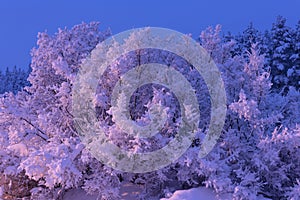 .trees crystallized from the cold in Lapland