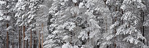 .trees crystallized from the cold in Lapland