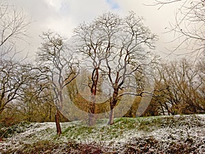 Trees with curly branches on a slope with snow in Bourgoyen nature reserve, Ghent, Belgium
