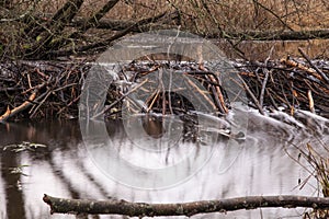 Trees cut by beavers, intended for the construction of a beaver dam on the river