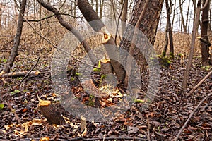 Trees cut by beavers, teeth marks on trees