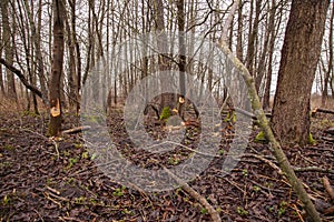 Trees cut by beavers, teeth marks on trees