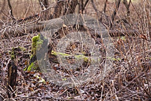 Trees cut by beavers, teeth marks on trees