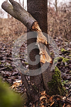 Trees cut by beavers, teeth marks on trees