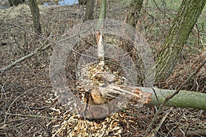 Trees cut by beavers - teeth marks on stumps.