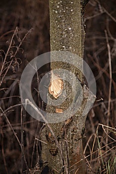 Trees cut by beavers, teeth marks on trees