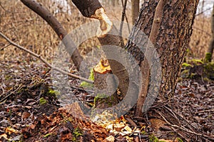 Trees cut by beavers, teeth marks on trees