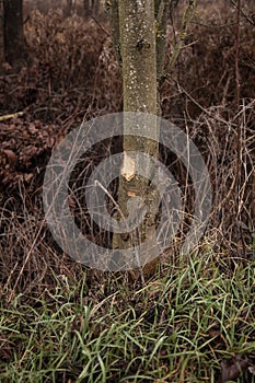 Trees cut by beavers, teeth marks on trees