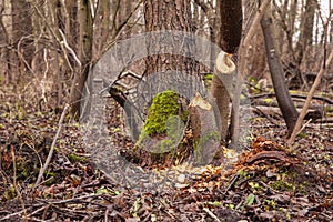 Trees cut by beavers, teeth marks on trees