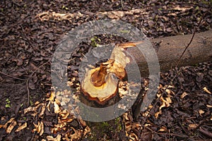 Trees cut by beavers, teeth marks on trees
