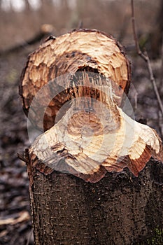 Trees cut by beavers, teeth marks on trees