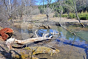 Trees cut by  beavers