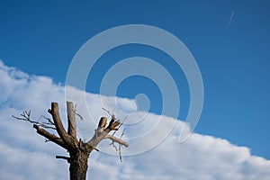 Trees with cut branches against a cloudy sky.