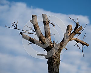 Trees with cut branches against a cloudy sky.