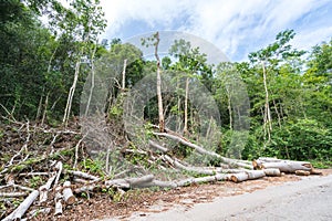 Trees cut down in the forest, deforestation or global warming concept, environmental issue