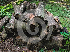 Trees are cute for furniture making. Stack of cut logs fire wood from tree.  resource of a energy. Environmental concept.