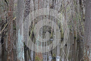 Trees in cypress swamp