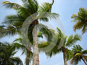 Trees Dancing in the wind