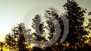 View of some trees in a sunset photo