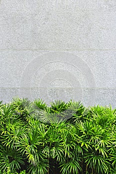 Trees for decoration place in front of the concrete wall.