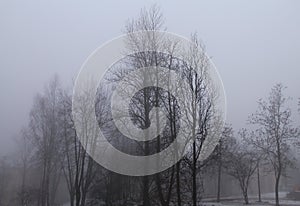 Trees in deep autumn in the fog