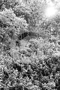 Trees in deep forest, small waterfall illuminated by the sun black and white