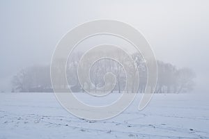 Trees in dense winter fog