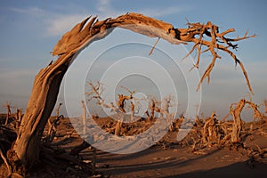 Trees in a desert in Xinjiang, China