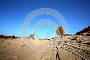 Trees in deserts photo