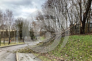 Trees destroyed by a severe storm in Vilnius