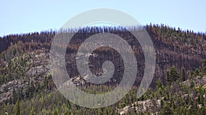 Trees destroyed by wildfire