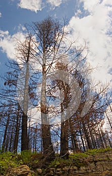 Trees devastated by fire