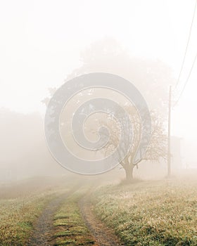 Trees and a dirt farm road on a foggy morning in Accord, New York photo