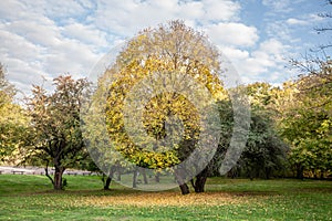 Trees displaying vibrant autumn colors are pictured in Devojacki Bunar, Vojvodina, Serbia. The image captures the beauty of fall photo