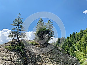 Trees in the Dolomiltes, a mountain range in northeastern Italy